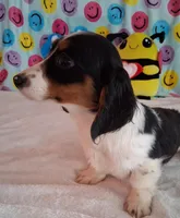 Noodles, a male Miniature Dachshund for sale in Ashland, OH – Photo 7 of 8