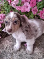 Alfredo Noodle, a male Miniature Dachshund for sale in Ashland, OH – 3 of 7