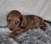 Bubbles, a female Miniature Dachshund for sale in Ashland, OH – 2 of 8
