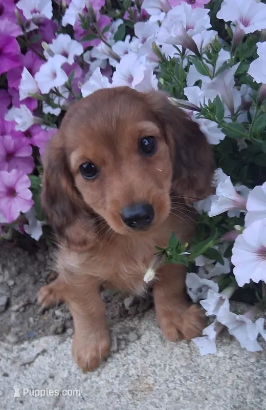 Pancake – Miniature Dachshund puppy for sale in Ashland, OH