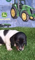 Snoopy , a male Miniature Dachshund for sale in Ashland, OH – 2 of 8
