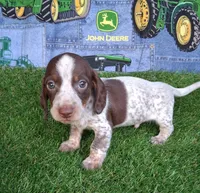 Milo, a male Miniature Dachshund for sale in Ashland, OH – 4 of 9