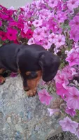 Oscar , a male Miniature Dachshund for sale in Ashland, OH – 6 of 8