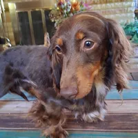 Mickey AKC, a male Miniature Dachshund for sale in Ashland, OH – Photo 8 of 8