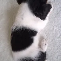 Mickey AKC, a male Miniature Dachshund for sale in Ashland, OH – Photo 5 of 8