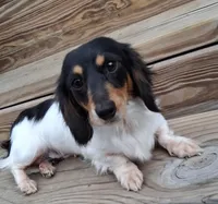 Mickey, a male Miniature Dachshund for sale in Ashland, OH – Photo 10 of 10