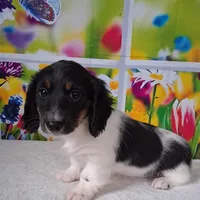 Mickey AKC, a male Miniature Dachshund for sale in Ashland, OH – Photo 2 of 8