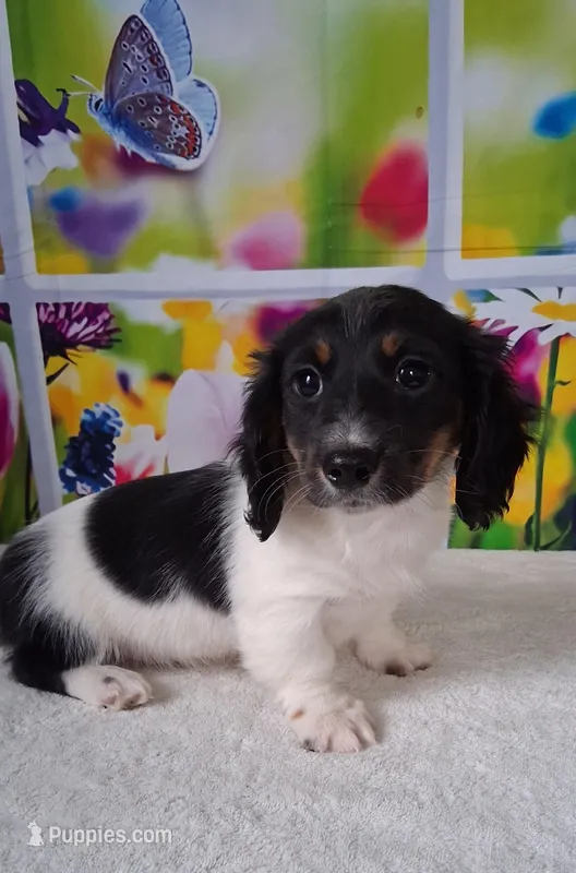 Mickey AKC – Miniature Dachshund puppy for sale in Ashland, OH