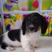 Mickey AKC, a male Miniature Dachshund for sale in Ashland, OH – Photo 3 of 8