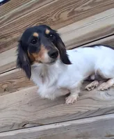 Mickey, a male Miniature Dachshund for sale in Ashland, OH – Photo 9 of 10