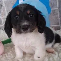 Mickey AKC, a male Miniature Dachshund for sale in Ashland, OH – Photo 6 of 8