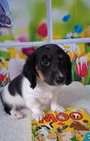 Mickey AKC, a male Miniature Dachshund for sale in Ashland, OH – Photo 1 of 8