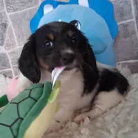 Mickey AKC, a male Miniature Dachshund for sale in Ashland, OH – Photo 4 of 8