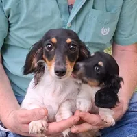 Mickey AKC, a male Miniature Dachshund for sale in Ashland, OH – Photo 7 of 8