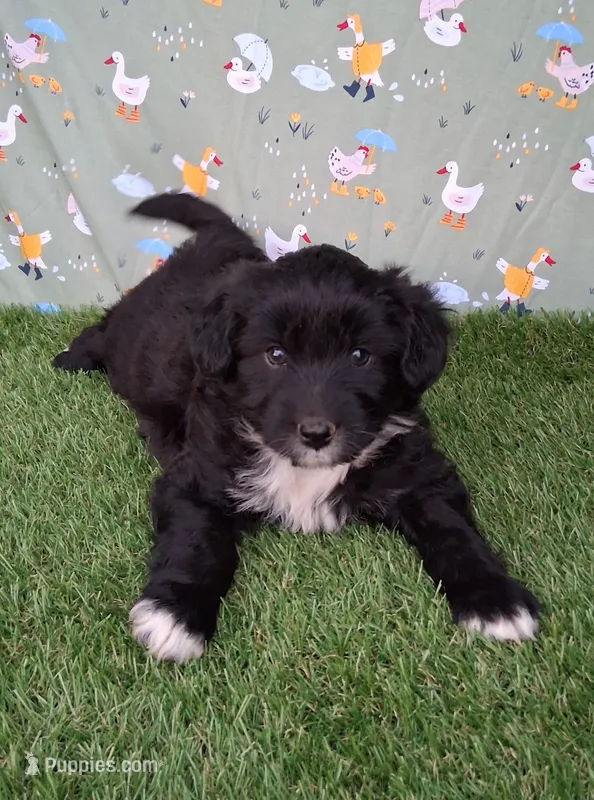 Velvet  – Poodle - Miniature , Miniature Australian Shepherd puppy for sale in Ashland, OH