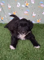 Velvet , a female Poodle - Miniature  and Miniature Australian Shepherd for sale in Ashland, OH – 1 of 8