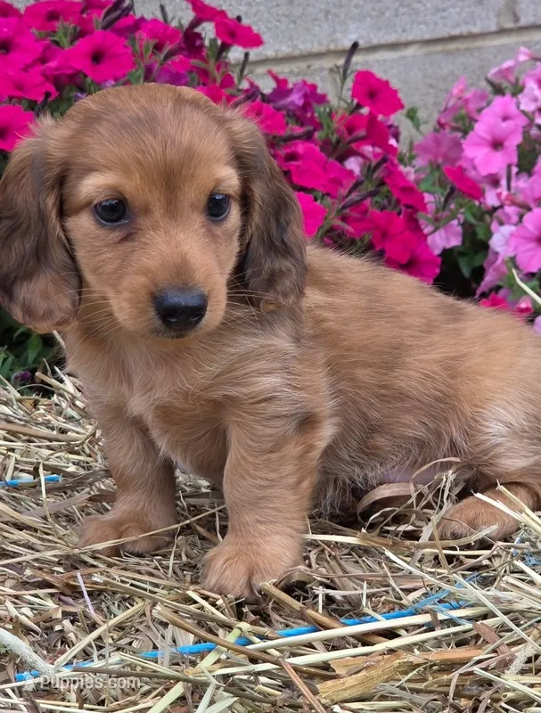 Pancake – Miniature Dachshund puppy for sale in Ashland, OH