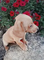 Banana, a male Miniature Dachshund for sale in Ashland, OH – 3 of 6