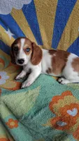 Winston , a male Miniature Dachshund for sale in Ashland, OH – 5 of 7
