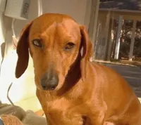  Dinky Slinky, a male Miniature Dachshund for sale in Ashland, OH – 6 of 7