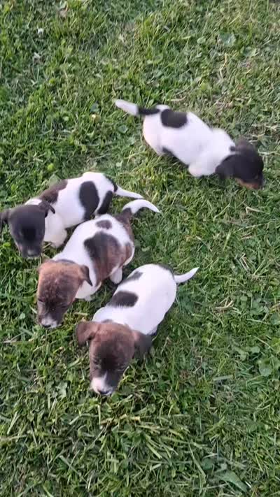 Spanky, a female Jack Russell Terrier and Miniature Dachshund for sale in Ashland, OH – 6 of 9