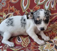 Sky, a female Chihuahua and Toy Fox Terrier for sale in Ashland, OH – 5 of 6