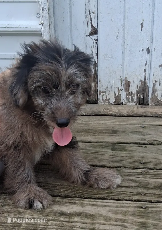 Mocha  – Poodle - Miniature , Miniature Australian Shepherd puppy for sale in Ashland, OH