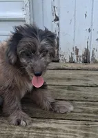 Mocha , a female Poodle - Miniature  and Miniature Australian Shepherd for sale in Ashland, OH – 1 of 10