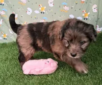 Mocha , a female Poodle - Miniature  and Miniature Australian Shepherd for sale in Ashland, OH – 3 of 8