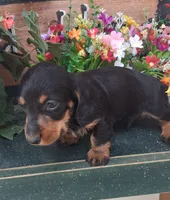 Gizmo, a male Miniature Dachshund for sale in Ashland, OH – 5 of 8