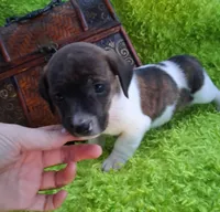 Tigger, a male Jack Russell Terrier and Miniature Dachshund for sale in Ashland, OH – 2 of 7