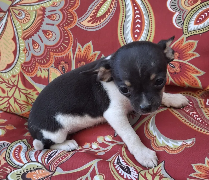 Cricket – Chihuahua, Toy Fox Terrier puppy for sale in Ashland, OH