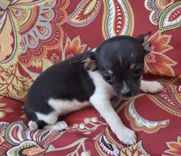 Cricket, a female Chihuahua and Toy Fox Terrier for sale in Ashland, OH – 1 of 6
