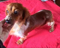 Oscar , a male Miniature Dachshund for sale in Ashland, OH – 7 of 8