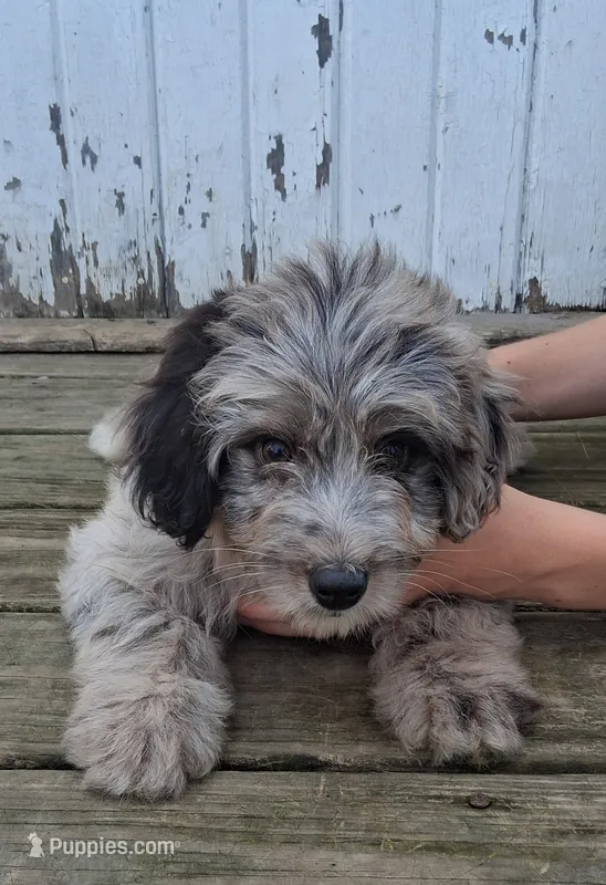 Pongo – Poodle - Miniature , Miniature Australian Shepherd puppy for sale in Ashland, OH