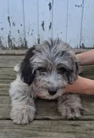 Pongo, a male Poodle - Miniature  and Miniature Australian Shepherd for sale in Ashland, OH – 1 of 10