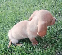Banana, a male Miniature Dachshund for sale in Ashland, OH – 4 of 6