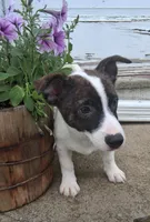 Rolo, a male Jack Russell Terrier and Cardigan Welsh Corgi for sale in Ashland, OH – 2 of 6