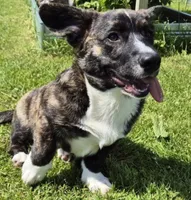 Rolo, a male Jack Russell Terrier and Cardigan Welsh Corgi for sale in Ashland, OH – 6 of 6
