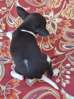 Cricket, a female Chihuahua and Toy Fox Terrier for sale in Ashland, OH – 4 of 6