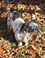 Violet Star AKC, a female Miniature Dachshund for sale in Ashland, OH – 7 of 8