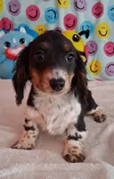 Pickles, a male Miniature Dachshund for sale in Ashland, OH – Photo 1 of 8