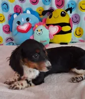 Pickles, a male Miniature Dachshund for sale in Ashland, OH – Photo 5 of 8