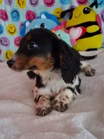 Pickles, a male Miniature Dachshund for sale in Ashland, OH – Photo 4 of 8