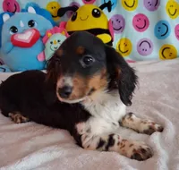 Pickles, a male Miniature Dachshund for sale in Ashland, OH – Photo 3 of 8