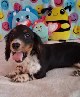 Pickles, a male Miniature Dachshund for sale in Ashland, OH – Photo 6 of 8