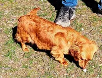 Pickles, a male Miniature Dachshund for sale in Ashland, OH – Photo 7 of 8