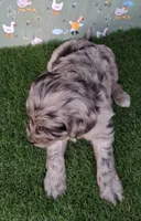 Pongo, a male Poodle - Miniature  and Miniature Australian Shepherd for sale in Ashland, OH – 2 of 8