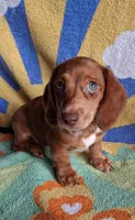 Dasher, a male Miniature Dachshund for sale in Ashland, OH – 2 of 7