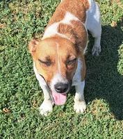 Peanut, a male Jack Russell Terrier and Miniature Dachshund for sale in Ashland, OH – 6 of 7
